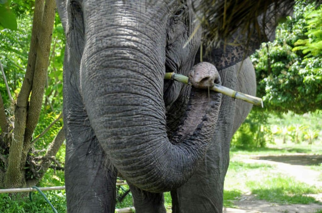 Ein Elefant in Thailand isst genüsslich einen Bambus
