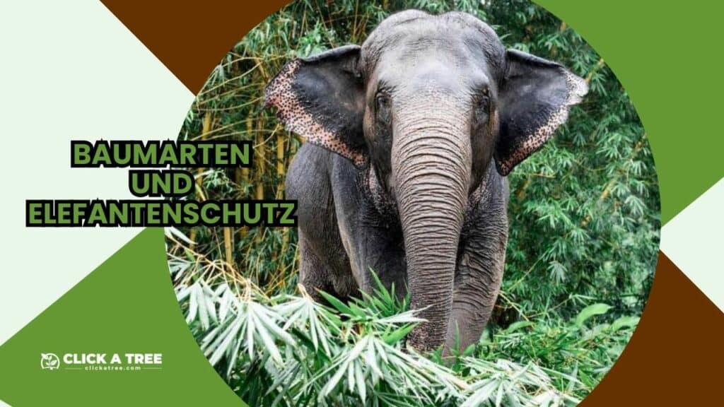 Eine Grafik mit dem Text "Baumarten und Elefantenschutz". In einem großen Kreis ausgeschnittenem Bild ein großer Elefant im Wald.