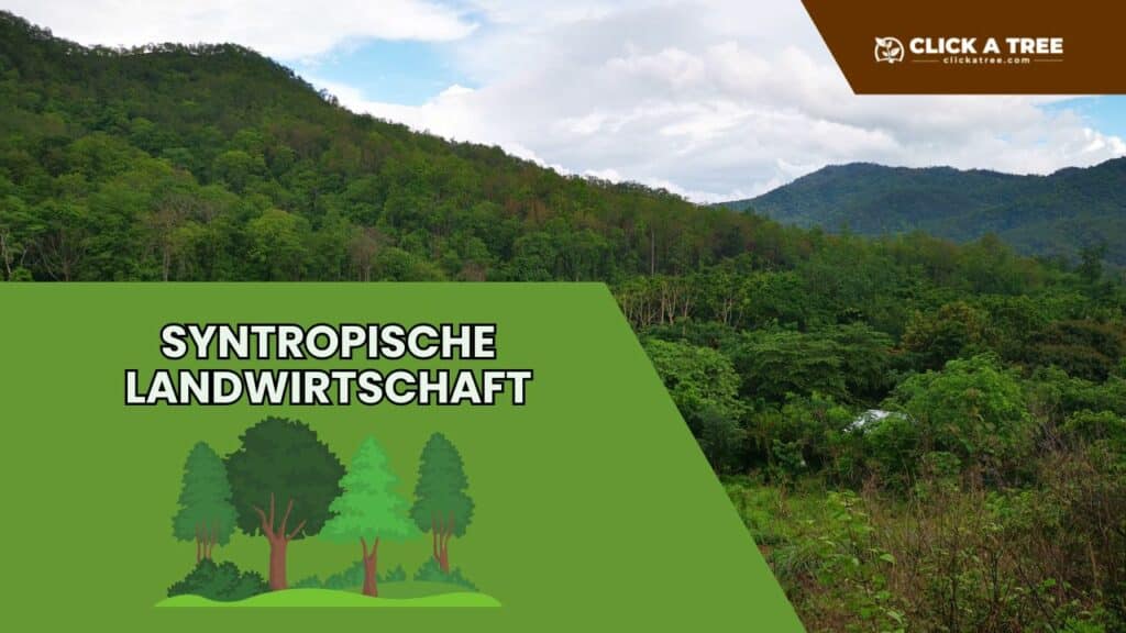 Eine Grafik mit dem Text "Syntropische Landwirtschaft". Rechts daneben ein Bild von einem Tropischen Wald von oben betrachtet