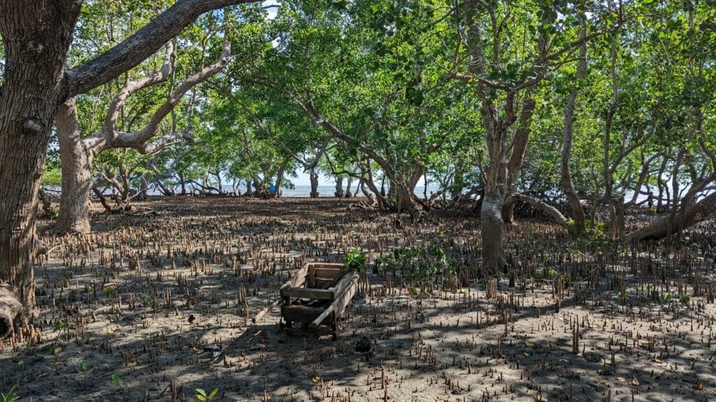 Eine Holzschubkarre voller Baumsetzlinge steht in Mitten eines Mangrovenwaldes auf den Philippinen.