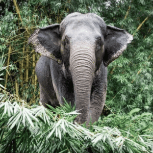 Ein weiblicher Asiatischer Elefant läuft gemütlich durch einen Tropenwald. Er schaut gerade aus mit lieben Augen.